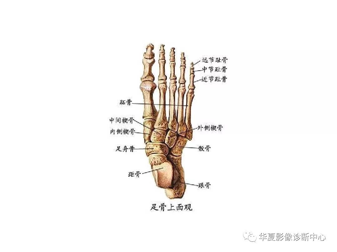 X线解剖图谱+系统解剖（骨骼篇）