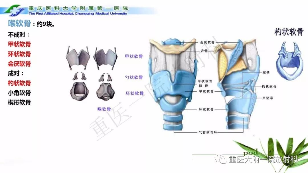 【PPT】咽部解剖及T分期影像诊断