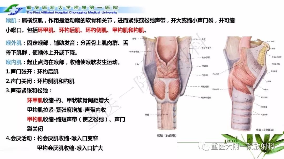 【PPT】咽部解剖及T分期影像诊断
