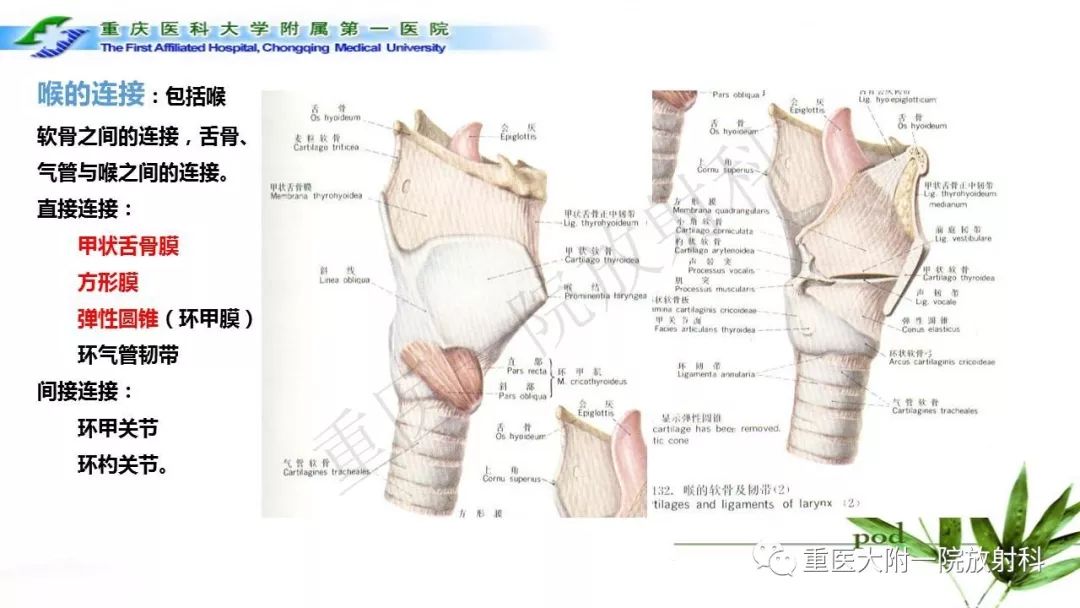 【PPT】咽部解剖及T分期影像诊断