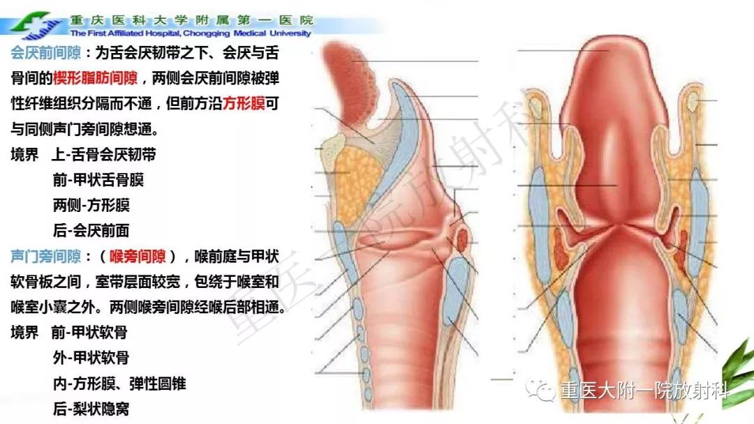 【PPT】咽部解剖及T分期影像诊断