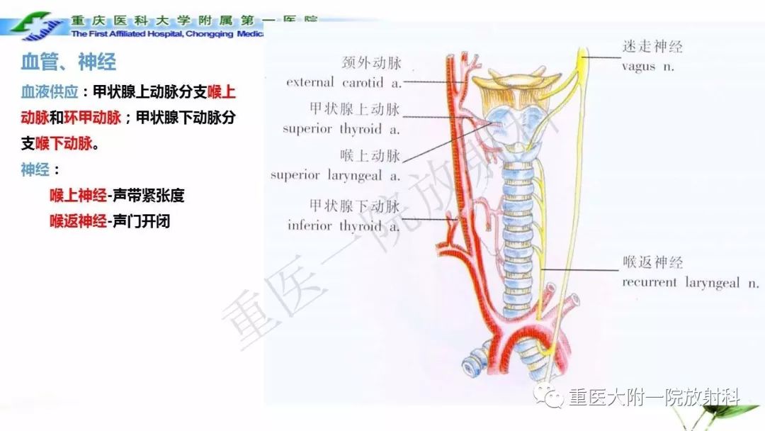 【PPT】咽部解剖及T分期影像诊断