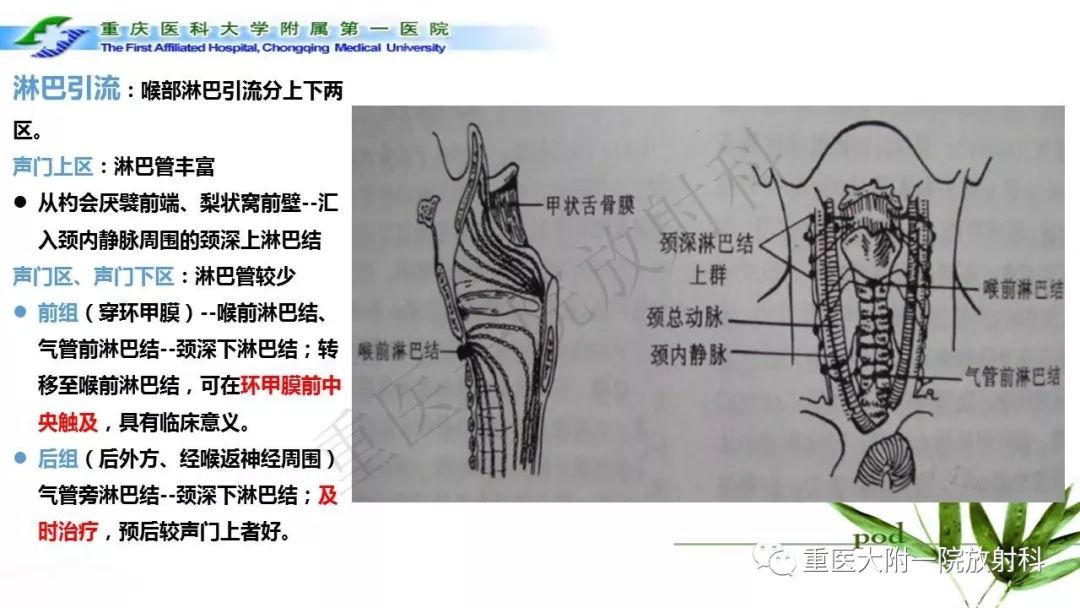 【PPT】咽部解剖及T分期影像诊断