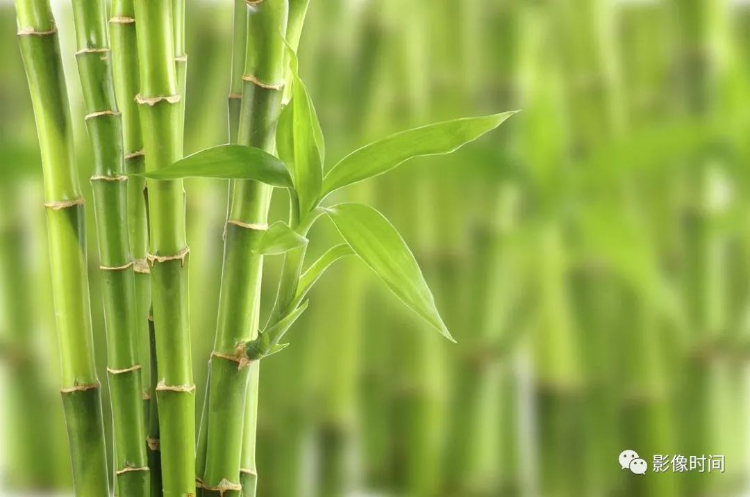 强直性脊柱炎的影像 强直性脊柱炎的影像