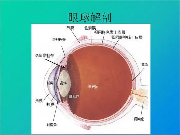 【PPT】常见眶内肿瘤影像诊断与鉴别诊断