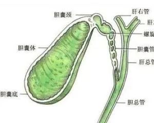 胆道解剖与变异 胆道解剖与变异