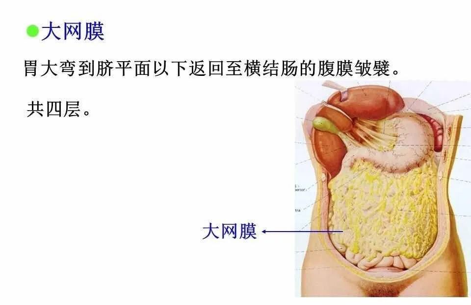 腹腔局灶性脂肪坏死的典型影像学征象及其鉴别诊断 腹腔局灶性脂肪坏死的典型影像学征象及其鉴别诊断