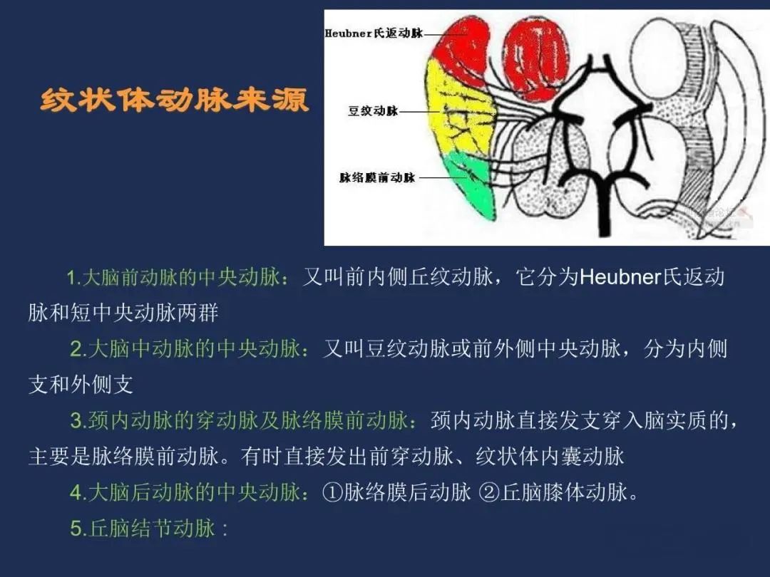 影像PPT - 从梗死部位推测责任血管:脑血管解剖-70 影像PPT - 从梗死部位推测责任血管:脑血管解剖-70