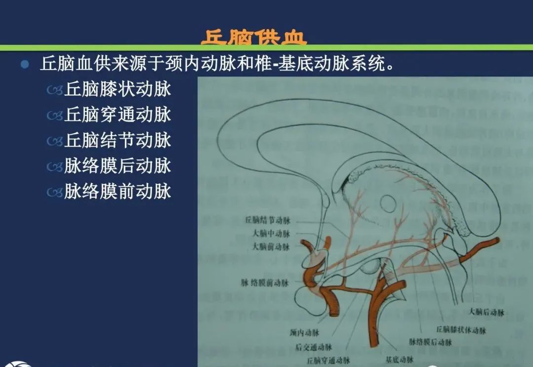 影像PPT - 从梗死部位推测责任血管:脑血管解剖-98 影像PPT - 从梗死部位推测责任血管:脑血管解剖-98