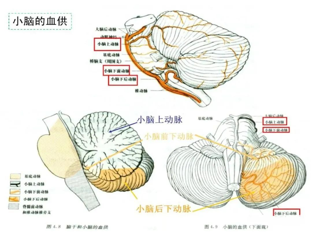 影像PPT - 从梗死部位推测责任血管:脑血管解剖-124 影像PPT - 从梗死部位推测责任血管:脑血管解剖-124