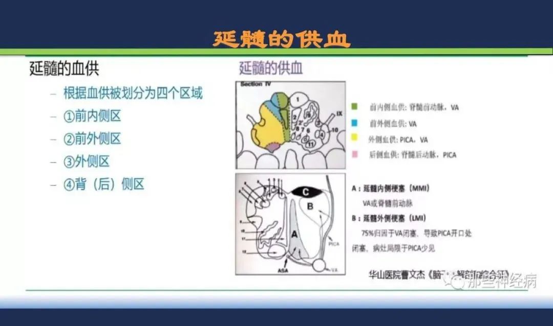 影像PPT - 从梗死部位推测责任血管:脑血管解剖-182 影像PPT - 从梗死部位推测责任血管:脑血管解剖-182