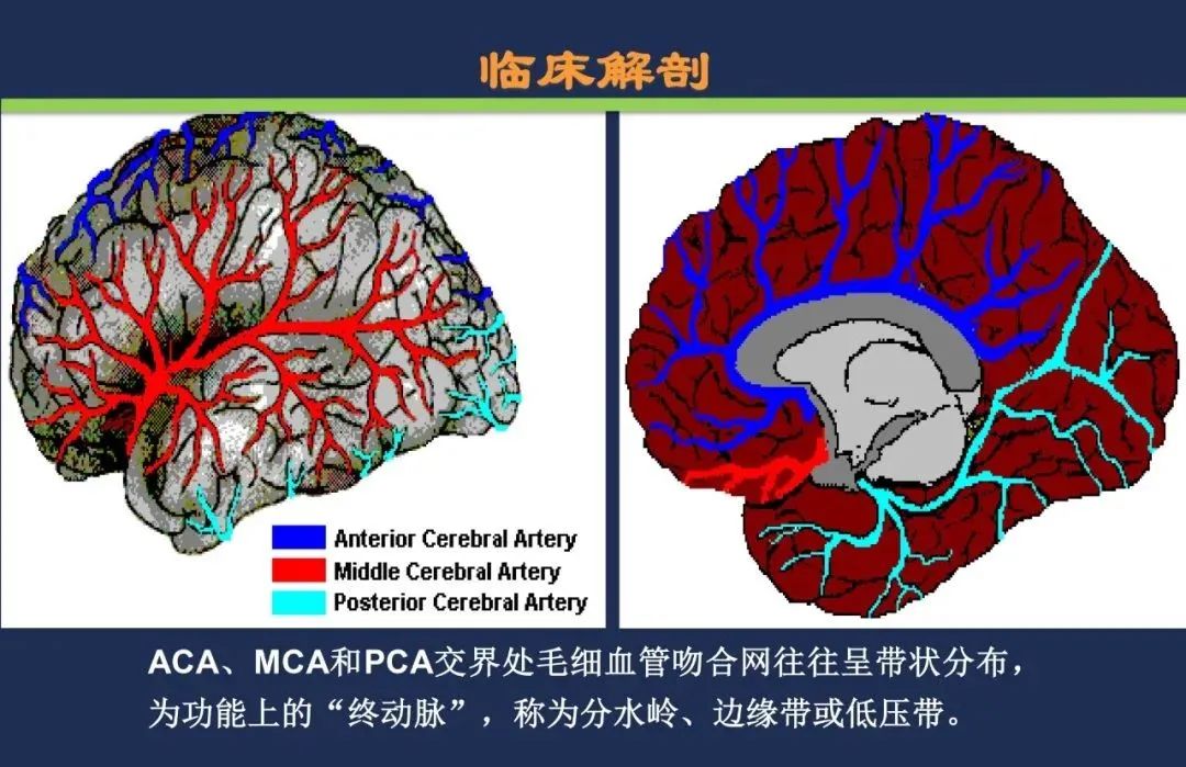 影像PPT - 从梗死部位推测责任血管:脑血管解剖-218 影像PPT - 从梗死部位推测责任血管:脑血管解剖-218