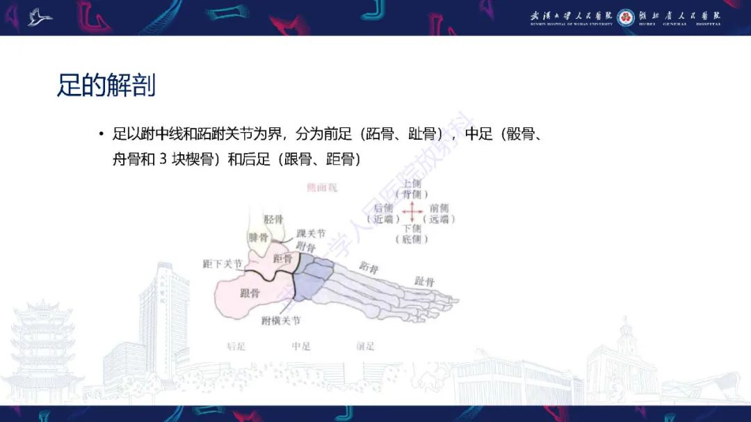 影像PPT - 【PPT】成人获得性扁平足畸形: 解剖学、生物力学、分期和影像学表现-4