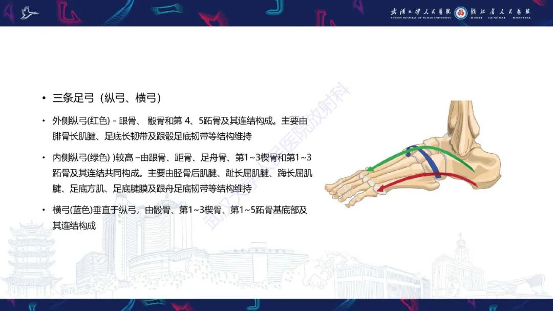 影像PPT - 【PPT】成人获得性扁平足畸形: 解剖学、生物力学、分期和影像学表现-6