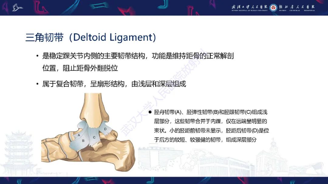 影像PPT - 【PPT】成人获得性扁平足畸形: 解剖学、生物力学、分期和影像学表现-31