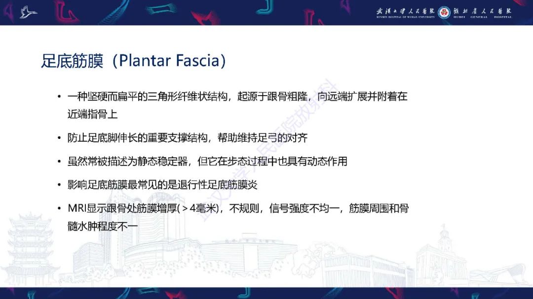 影像PPT - 【PPT】成人获得性扁平足畸形: 解剖学、生物力学、分期和影像学表现-33