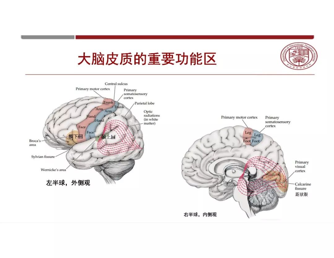 影像PPT - 【PPT】脑血管的解剖基础-3
