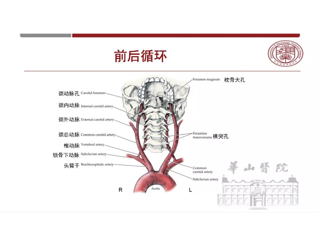 影像PPT - 【PPT】脑血管的解剖基础-4