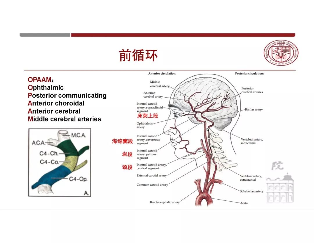 影像PPT - 【PPT】脑血管的解剖基础-8