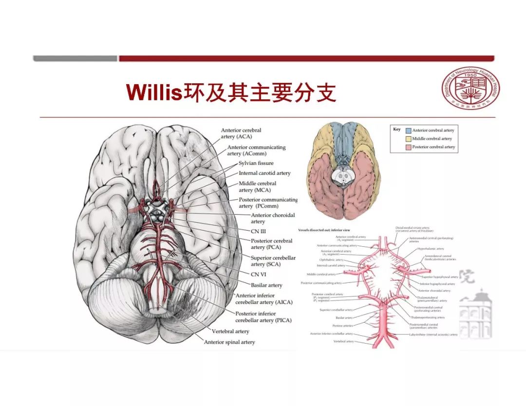 影像PPT - 【PPT】脑血管的解剖基础-16