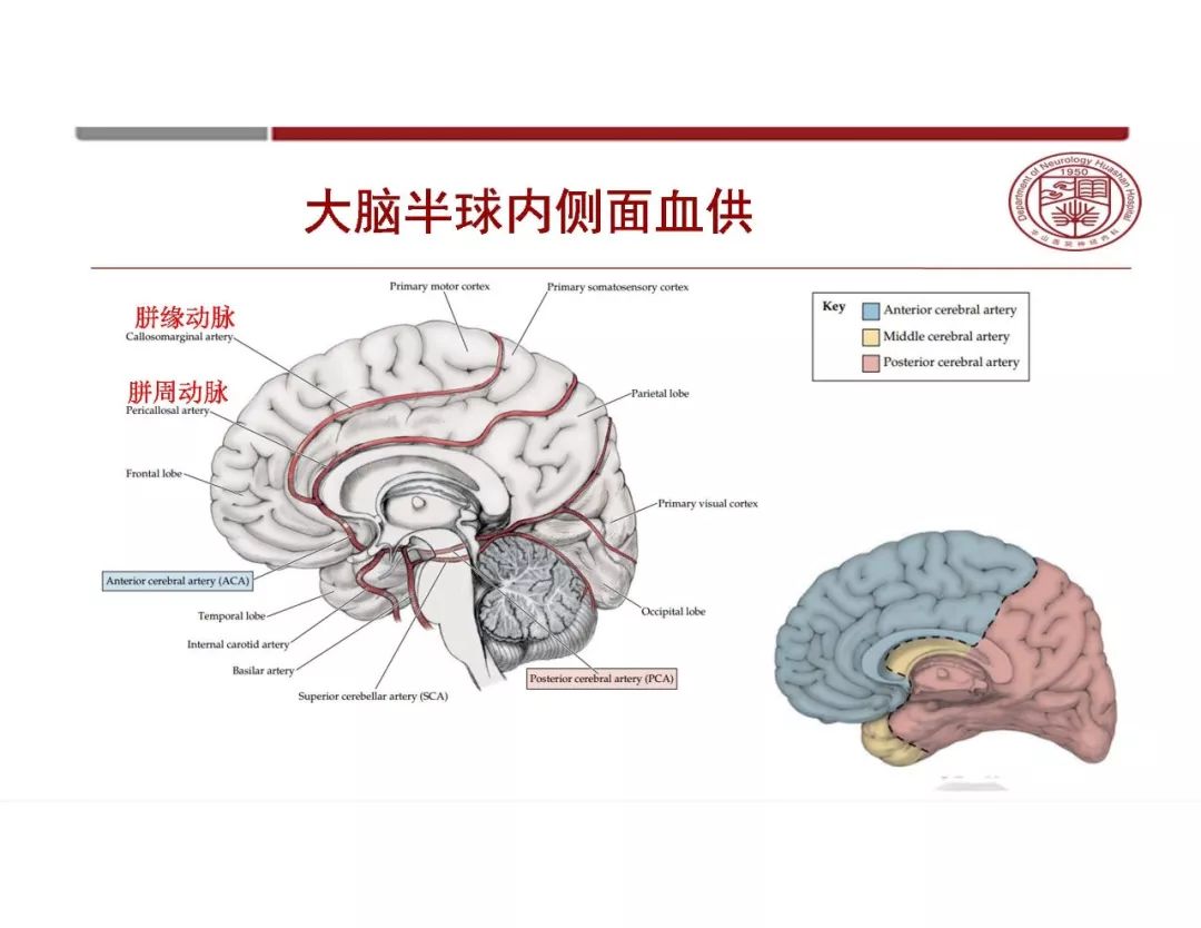 影像PPT - 【PPT】脑血管的解剖基础-17