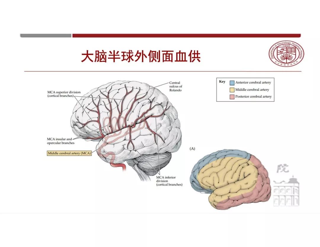 影像PPT - 【PPT】脑血管的解剖基础-18