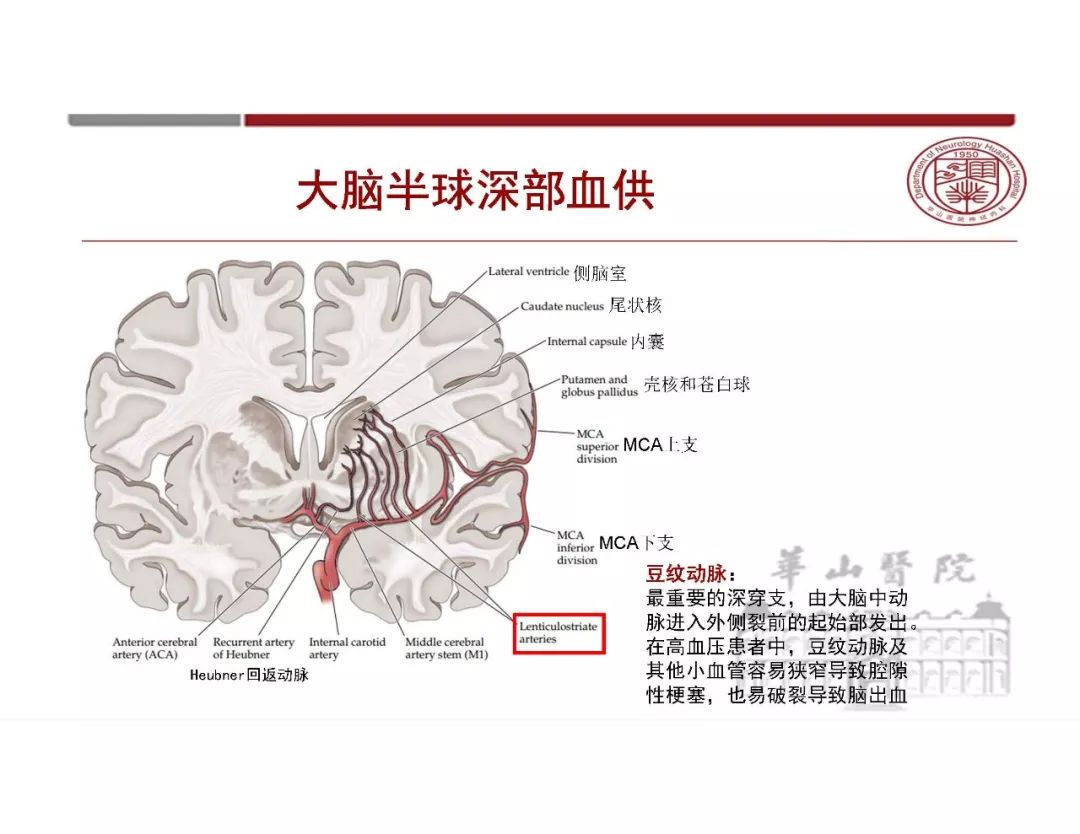 影像PPT - 【PPT】脑血管的解剖基础-19