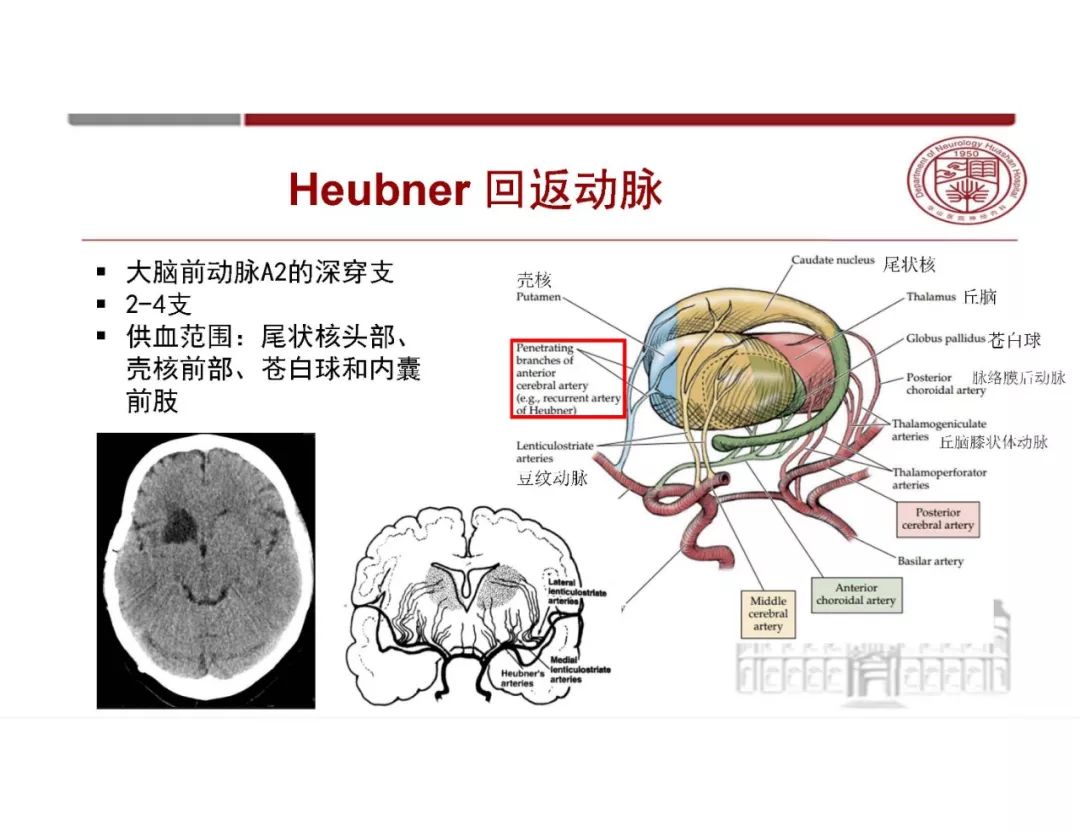 影像PPT - 【PPT】脑血管的解剖基础-20