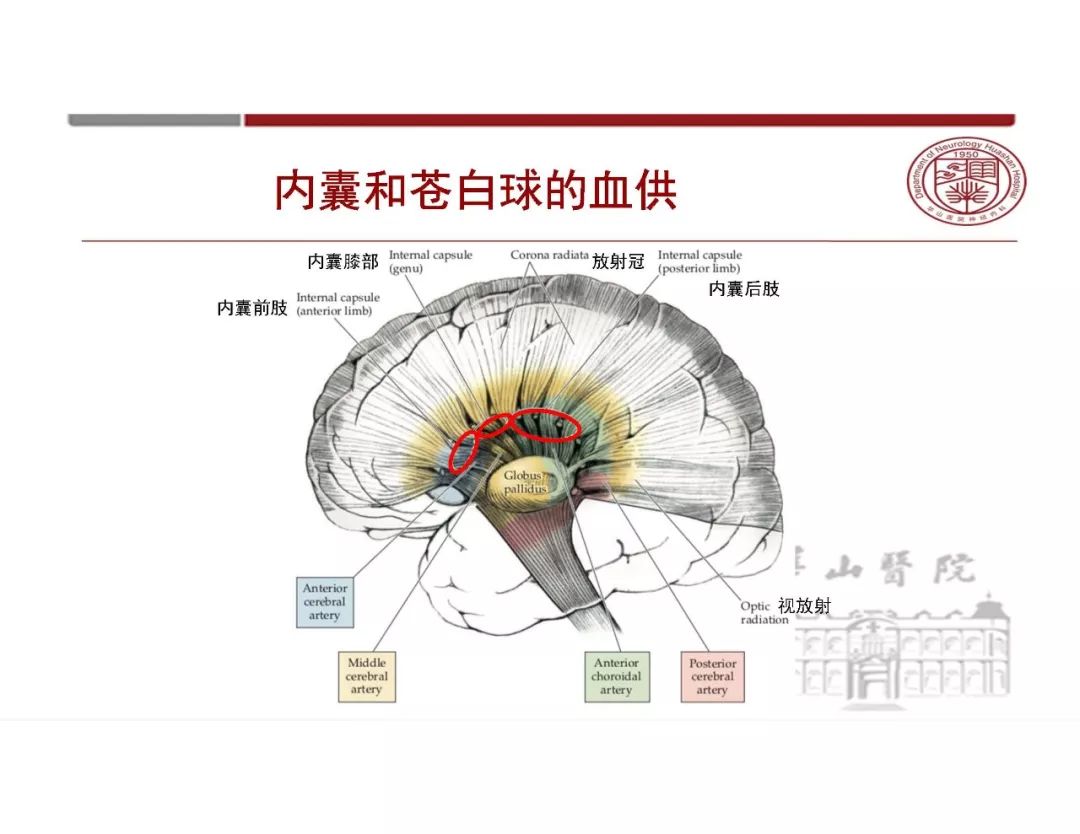 影像PPT - 【PPT】脑血管的解剖基础-21