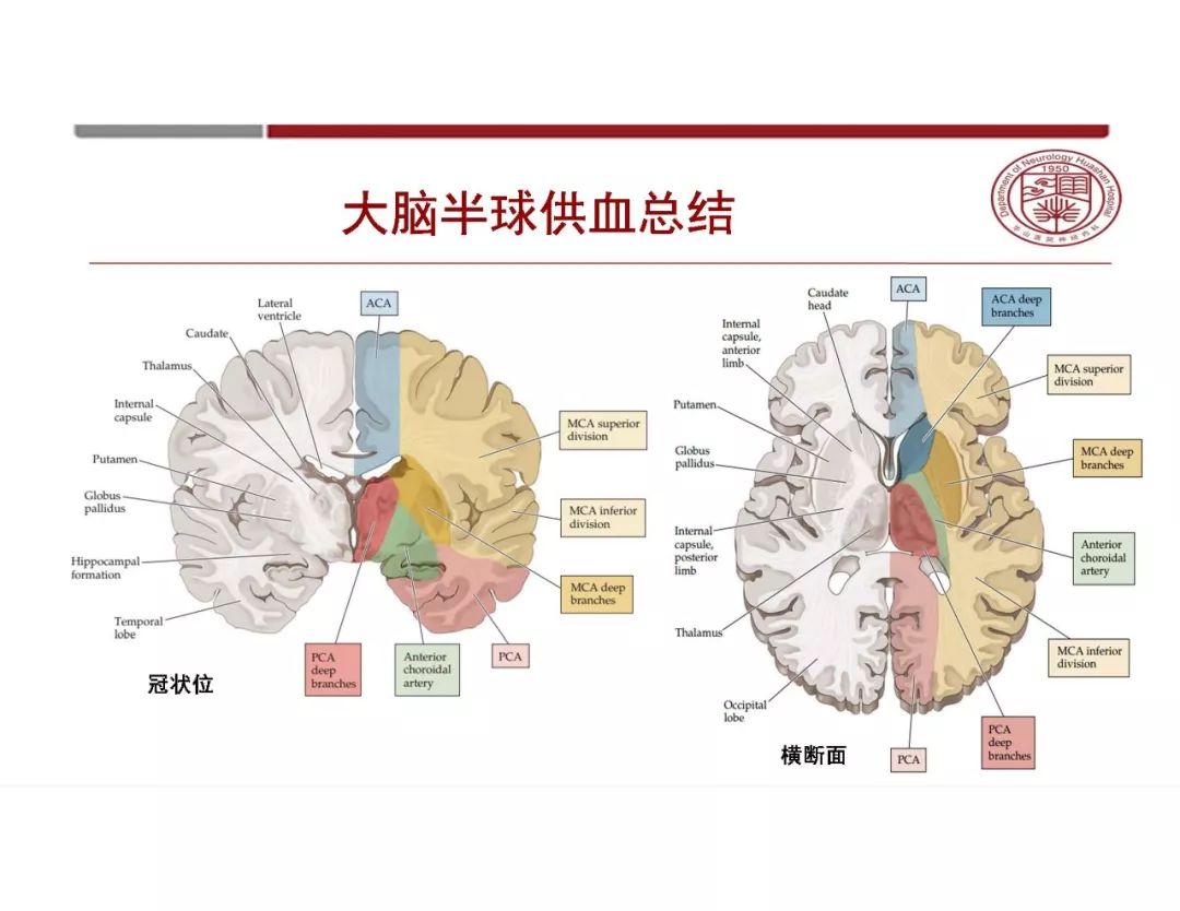 影像PPT - 【PPT】脑血管的解剖基础-27