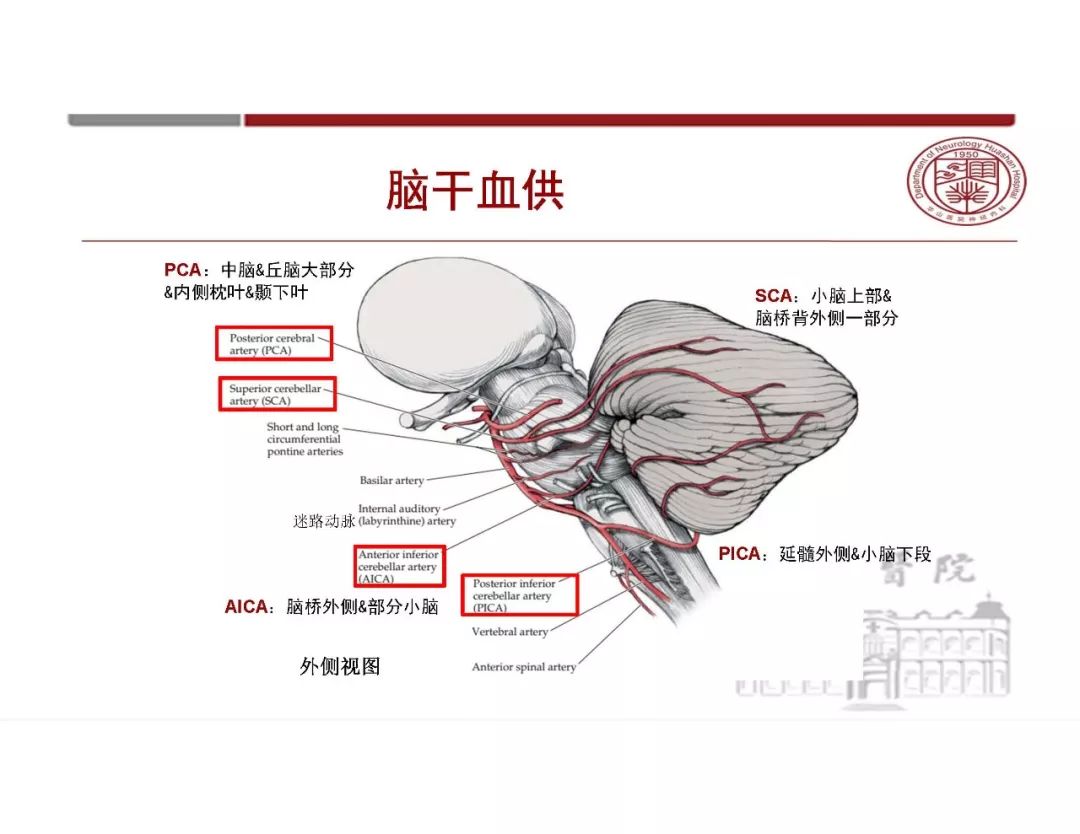 影像PPT - 【PPT】脑血管的解剖基础-28