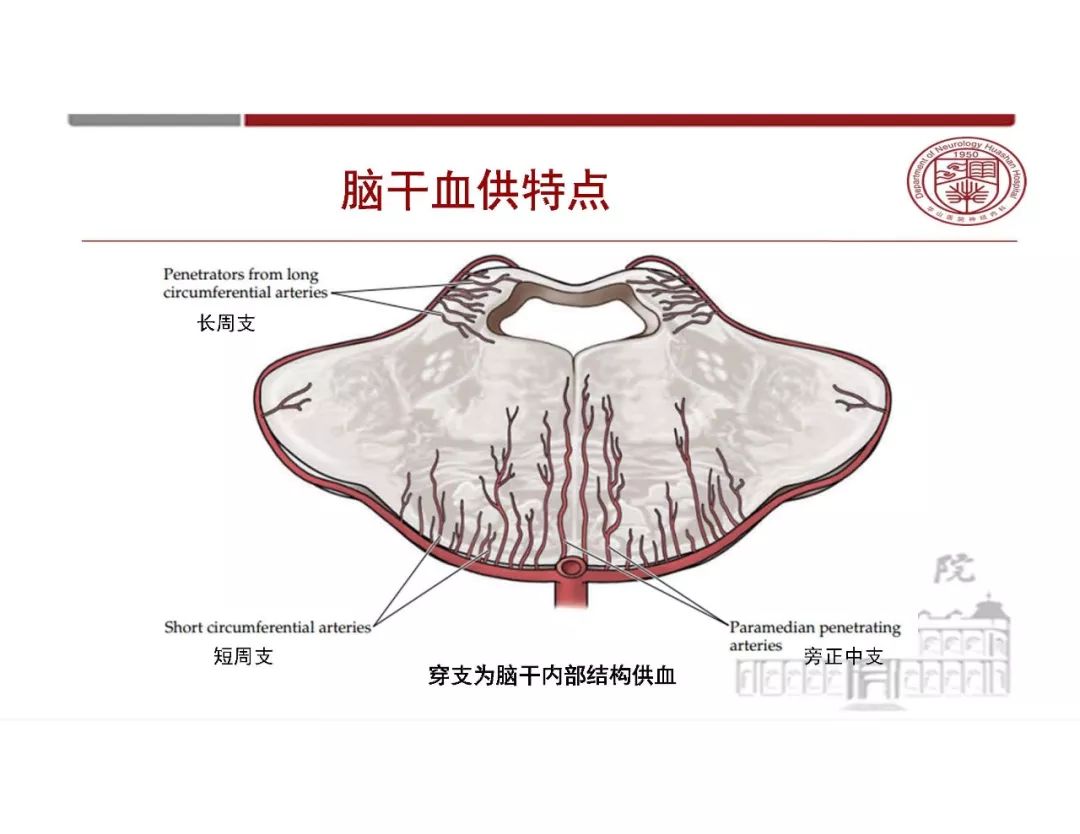 影像PPT - 【PPT】脑血管的解剖基础-29