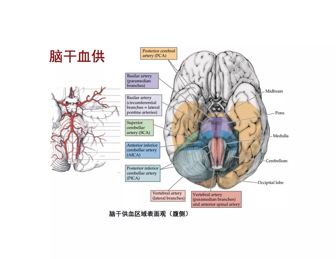 影像PPT - 【PPT】脑血管的解剖基础-30