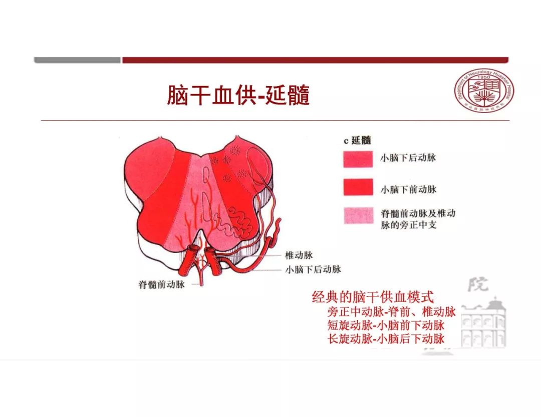 影像PPT - 【PPT】脑血管的解剖基础-31