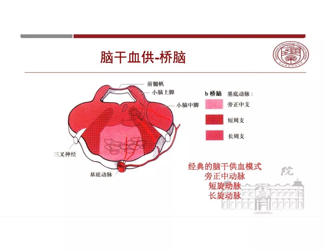 影像PPT - 【PPT】脑血管的解剖基础-35
