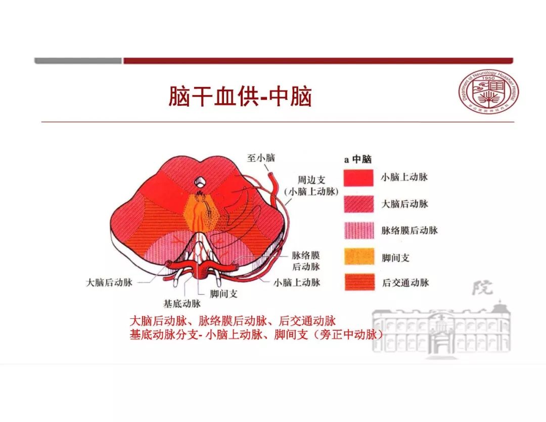 影像PPT - 【PPT】脑血管的解剖基础-37