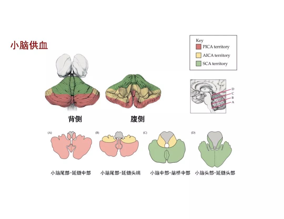 影像PPT - 【PPT】脑血管的解剖基础-39