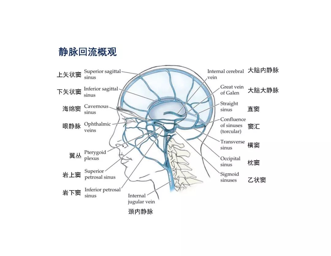 影像PPT - 【PPT】脑血管的解剖基础-40