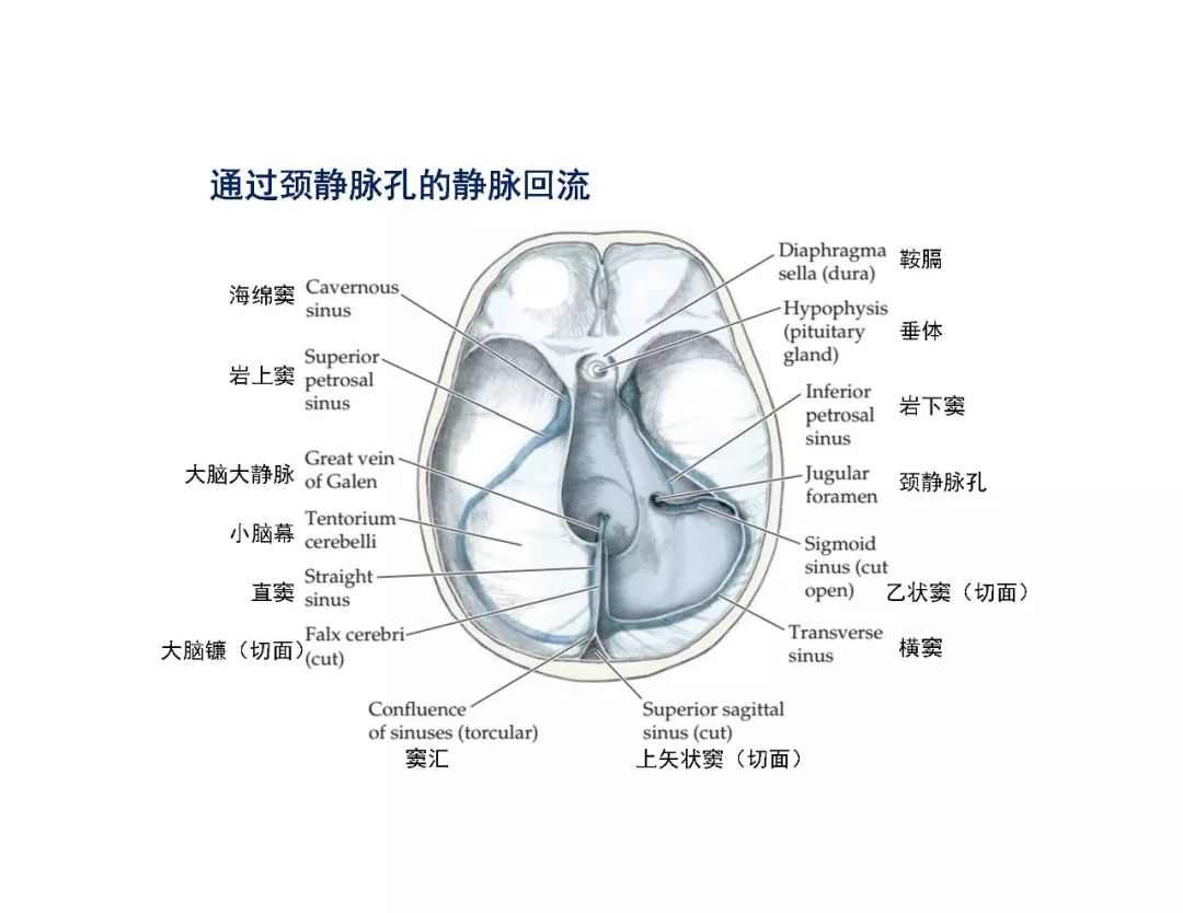 影像PPT - 【PPT】脑血管的解剖基础-41