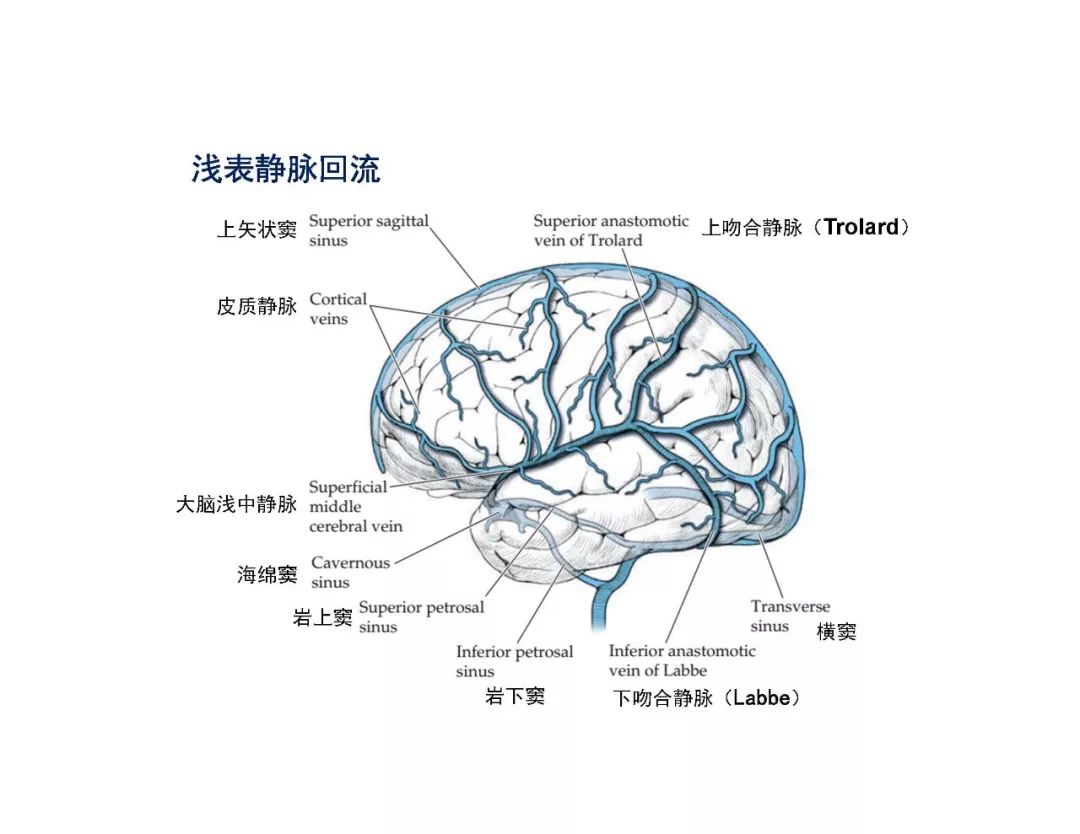 影像PPT - 【PPT】脑血管的解剖基础-42
