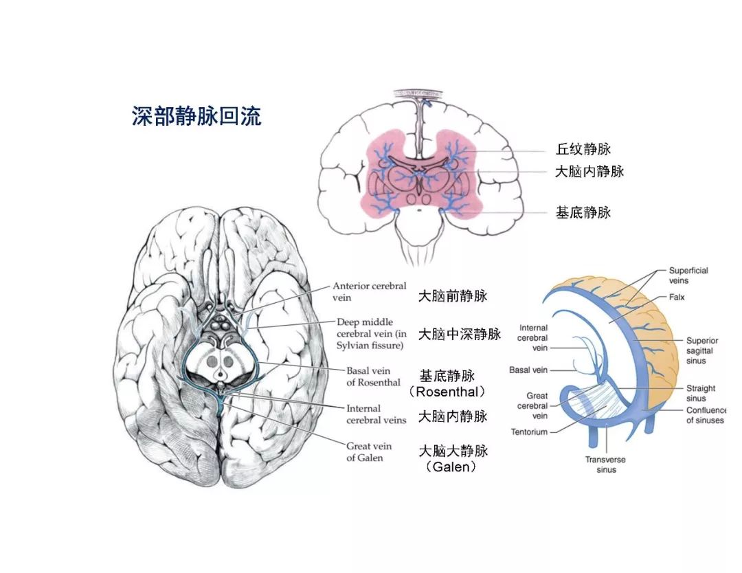 影像PPT - 【PPT】脑血管的解剖基础-43