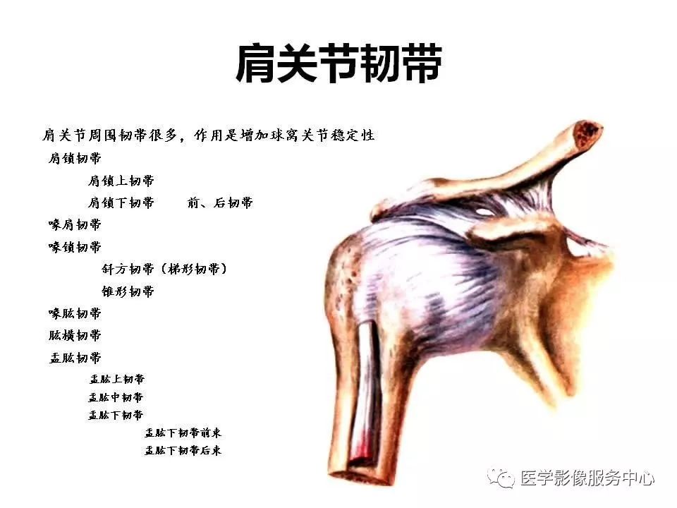影像PPT - 【PPT】肩关节韧带及损伤的MR表现-5