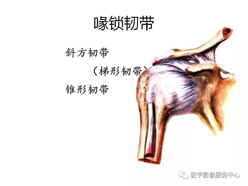 影像PPT - 【PPT】肩关节韧带及损伤的MR表现-18