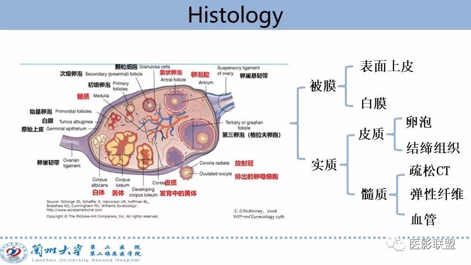 影像PPT - 【PPT】卵巢肿瘤MRI诊断-3