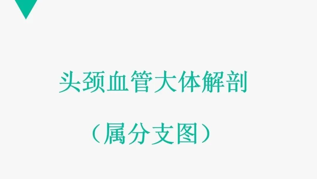 影像PPT - 【PPT】头颈血管解剖与分段—CTA重组图像示例-2
