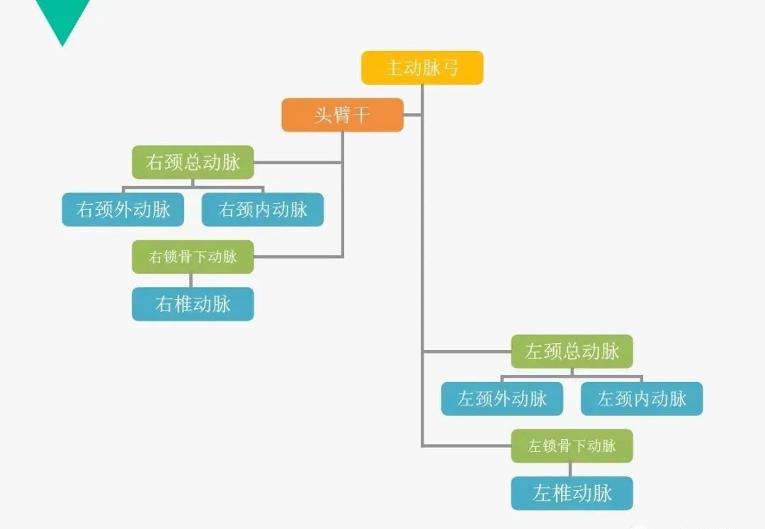 影像PPT - 【PPT】头颈血管解剖与分段—CTA重组图像示例-3