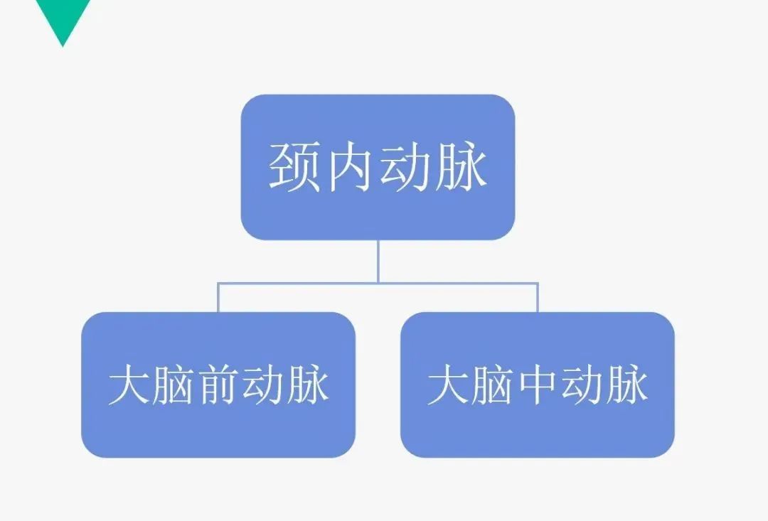 影像PPT - 【PPT】头颈血管解剖与分段—CTA重组图像示例-5
