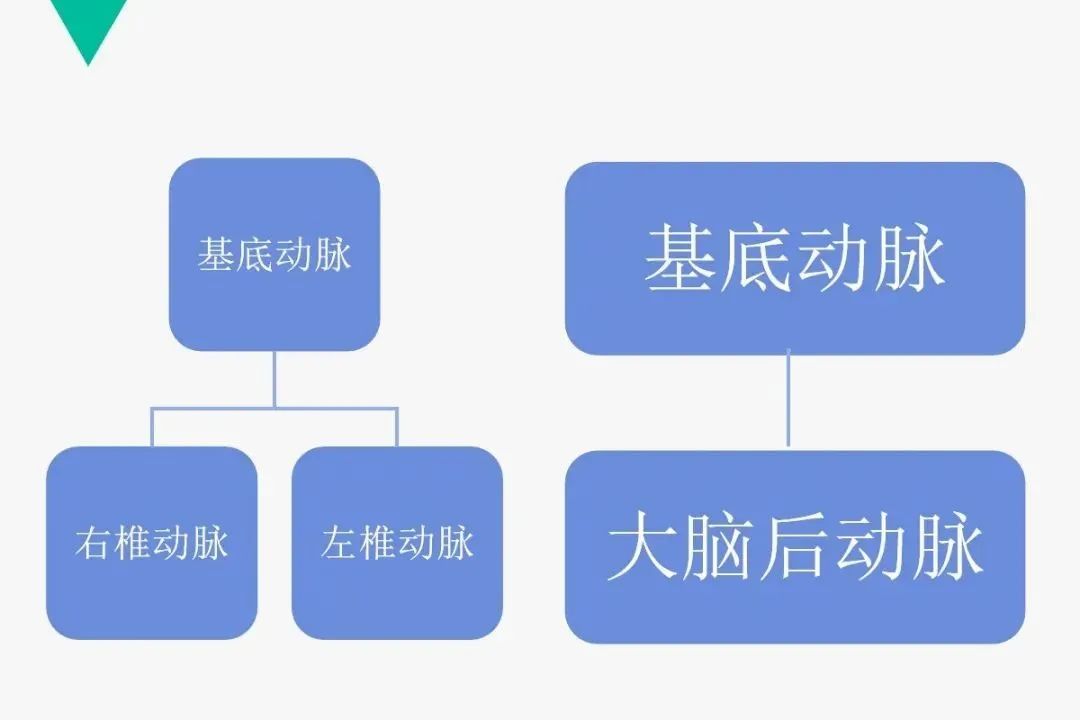 影像PPT - 【PPT】头颈血管解剖与分段—CTA重组图像示例-6
