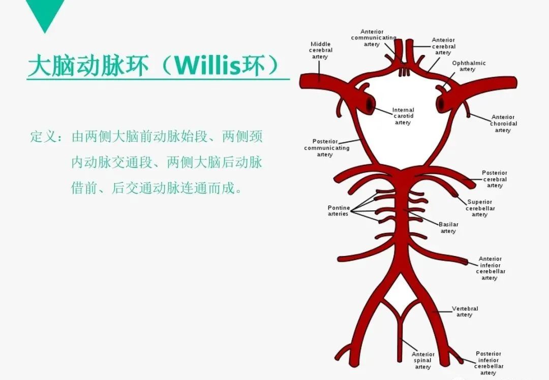 影像PPT - 【PPT】头颈血管解剖与分段—CTA重组图像示例-23