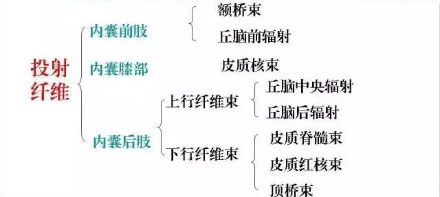 影像PPT - 放射冠与半卵圆中心的区别-6 影像PPT - 放射冠与半卵圆中心的区别-6